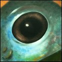 Augenblick eines Blaubeergiftpfeilfrosches; Acryl auf Leinwand;
30 x 30 cm